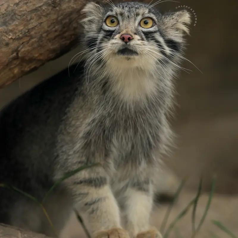 A photograph of Oto in Kobe Animal Kingdom