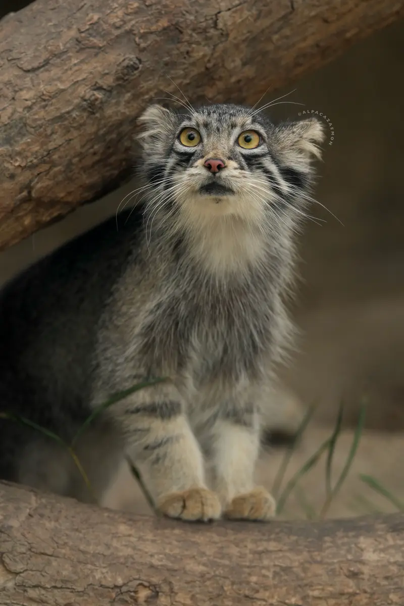 A photograph of Oto in Kobe Animal Kingdom