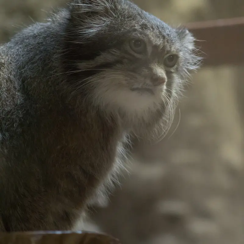 A photograph of Klyon in Ueno Zoological Gardens