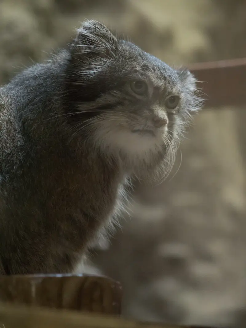 A photograph of Klyon in Ueno Zoological Gardens