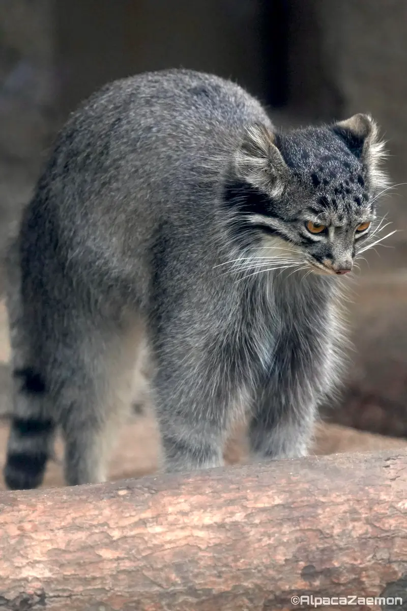 A photograph of Mei in Kobe Animal Kingdom