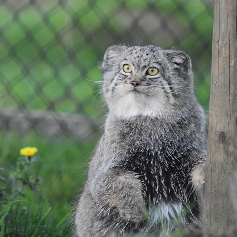 A photograph of Kharaa in Port Lympne Wild Animal Park