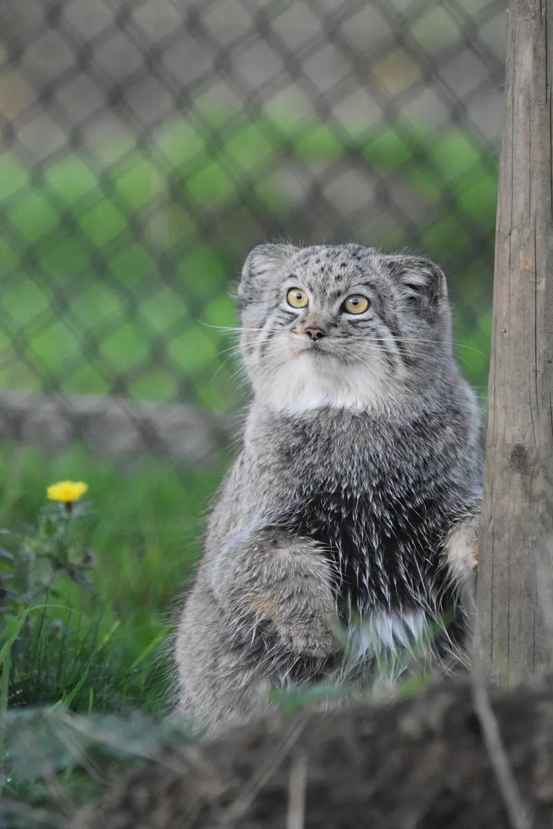A photograph of Kharaa in Port Lympne Wild Animal Park