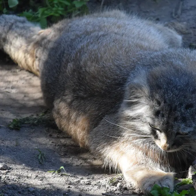 A photograph of Lucy in Budapest Zoo & Botanical Garden