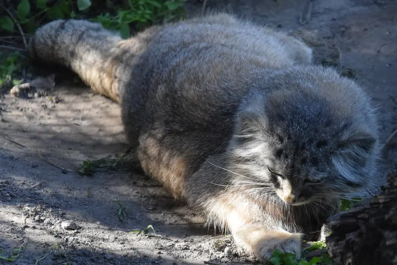 A photograph of Lucy in Budapest Zoo & Botanical Garden