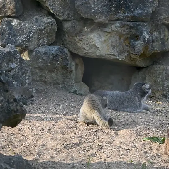 A photograph of a Pallas's cat in Port Lympne Wild Animal Park