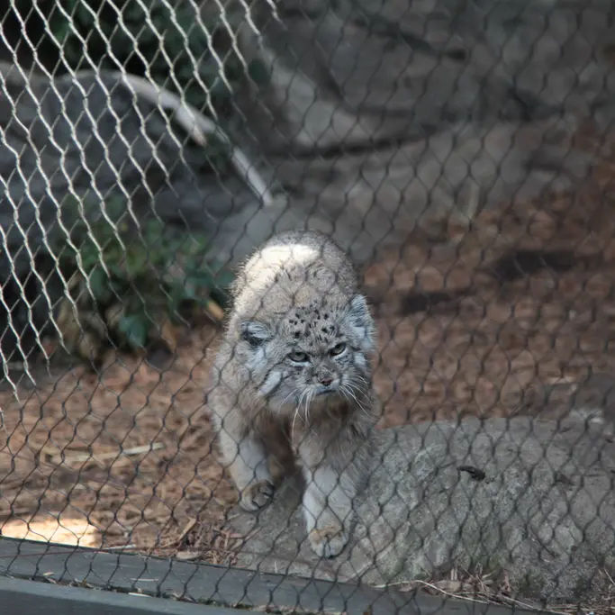 A photograph of Batu in Prospect Park Zoo