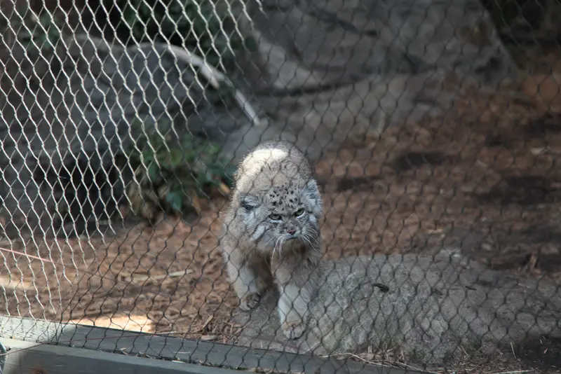 A photograph of Batu in Prospect Park Zoo