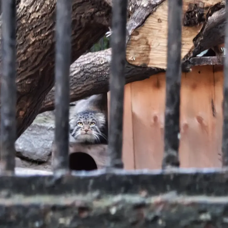 A photograph of Mensu in Novosibirsk Zoo