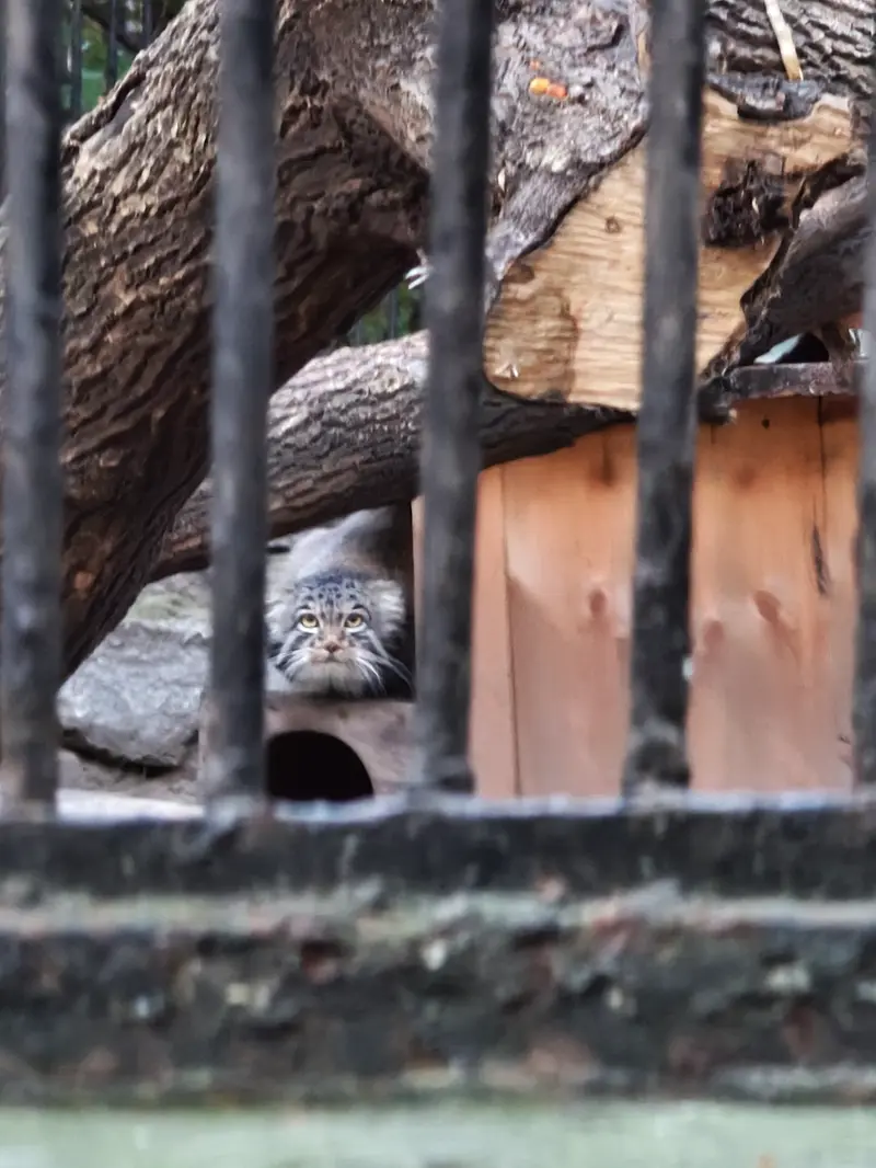A photograph of Mensu in Novosibirsk Zoo