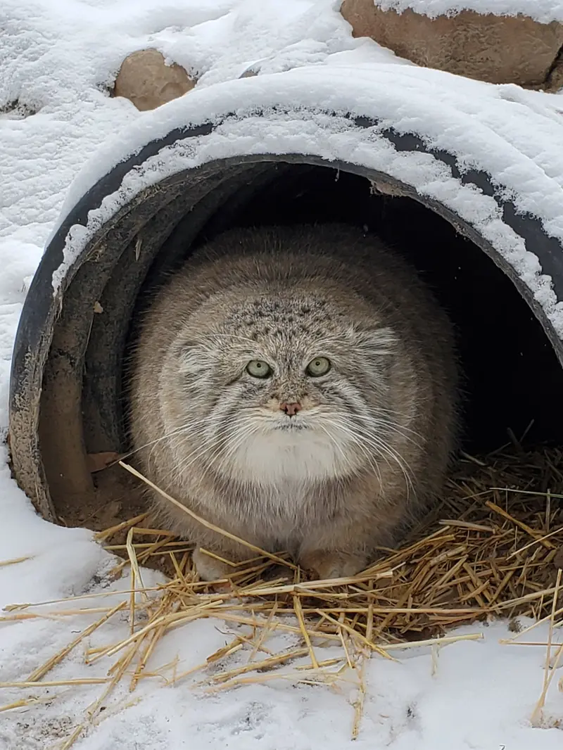 A photograph of Mushdog in Cincinnati Zoo
