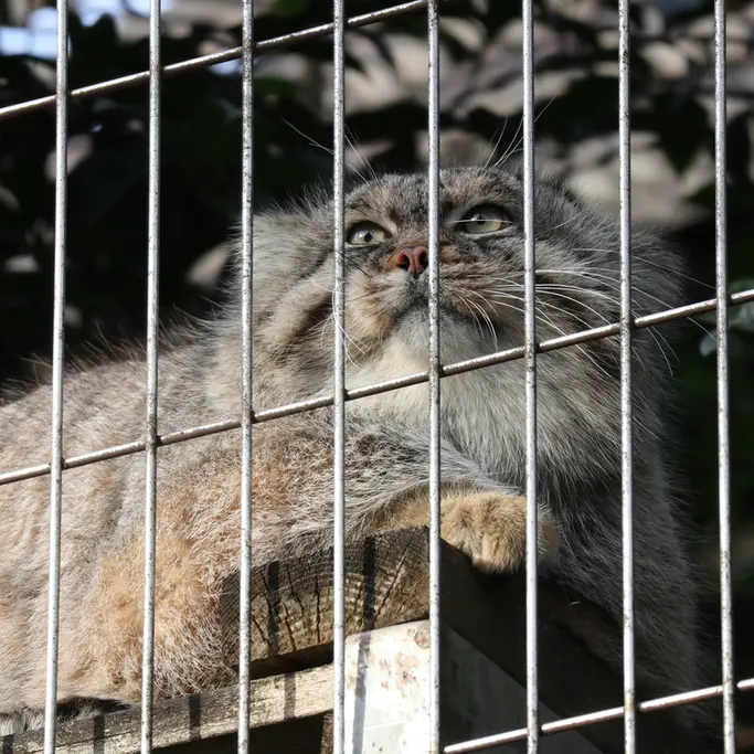 A photograph of Eru in Higashiyama Zoo and Botanical Gardens