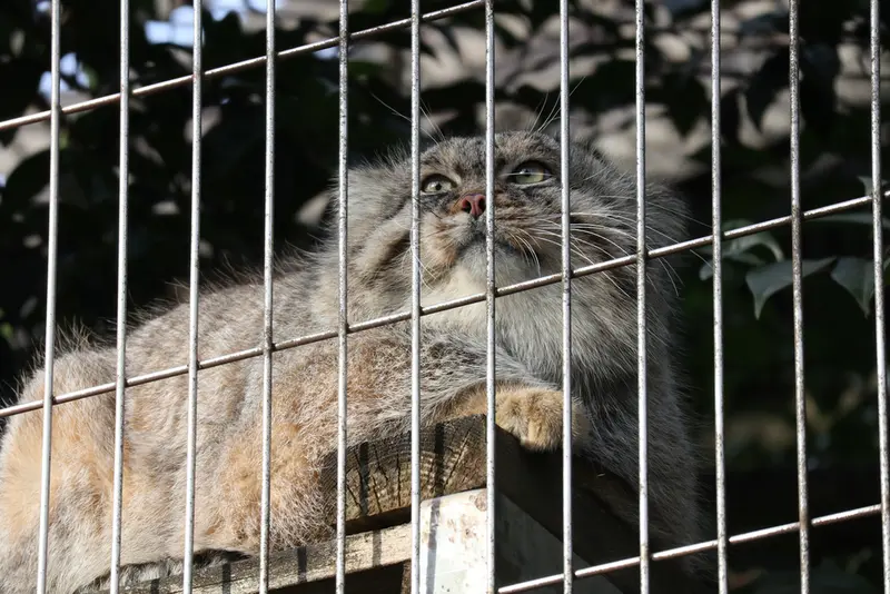 A photograph of Eru in Higashiyama Zoo and Botanical Gardens