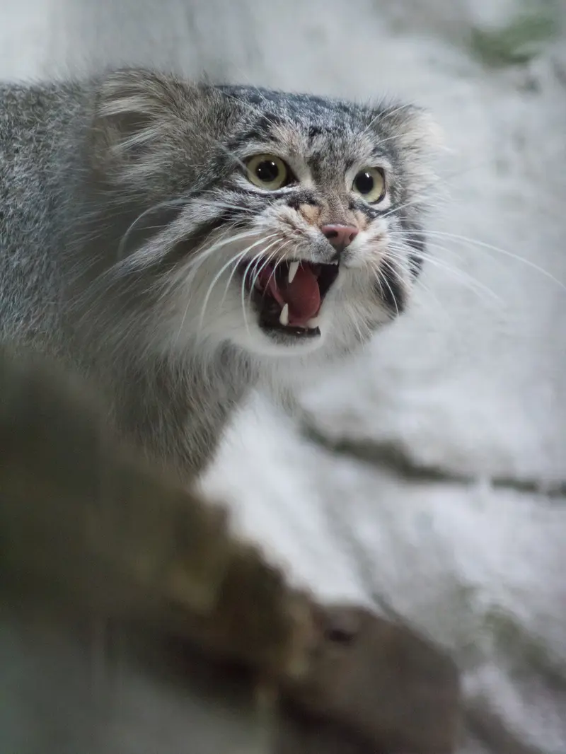 A photograph of Figa in Nogeyama Zoo