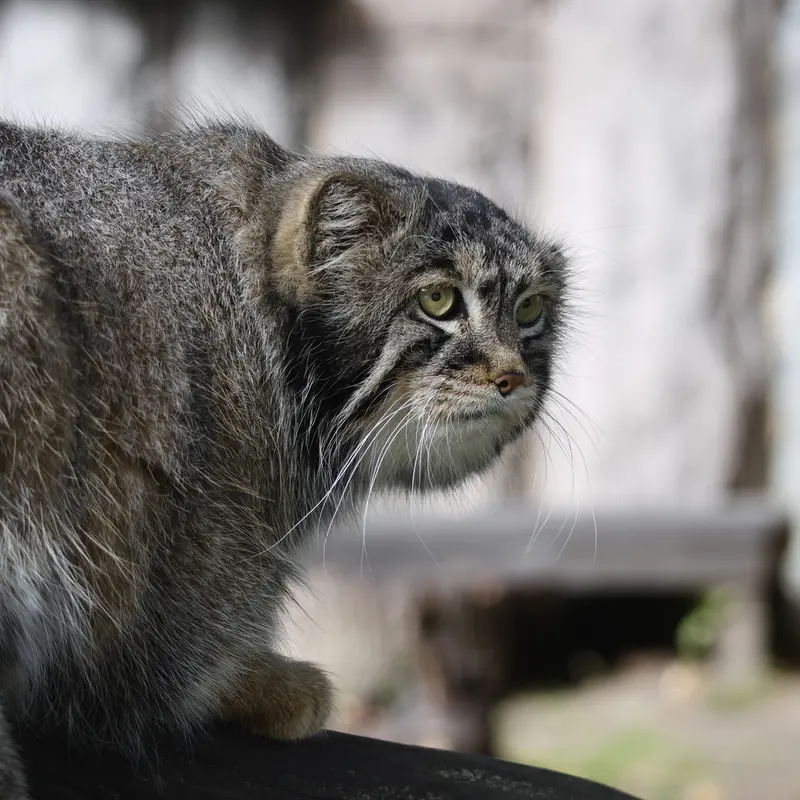 A photograph of Timofey in Moscow zoo