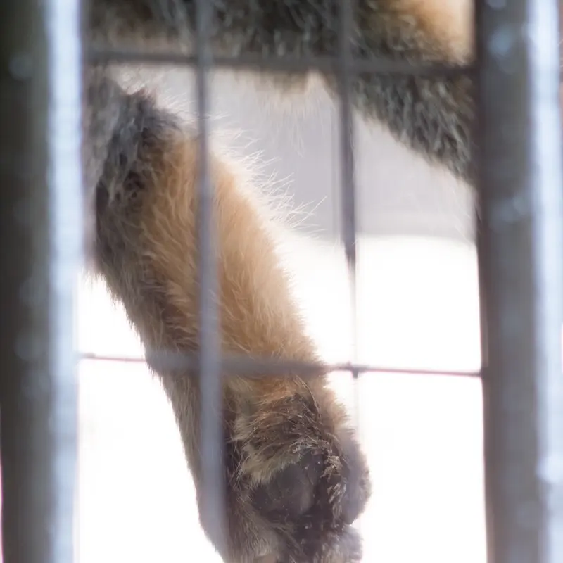 A photograph of Figa in Nogeyama Zoo