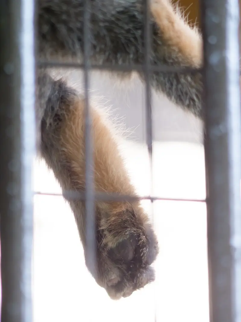A photograph of Figa in Nogeyama Zoo
