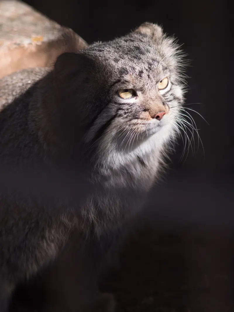 A photograph of Figa in Nogeyama Zoo