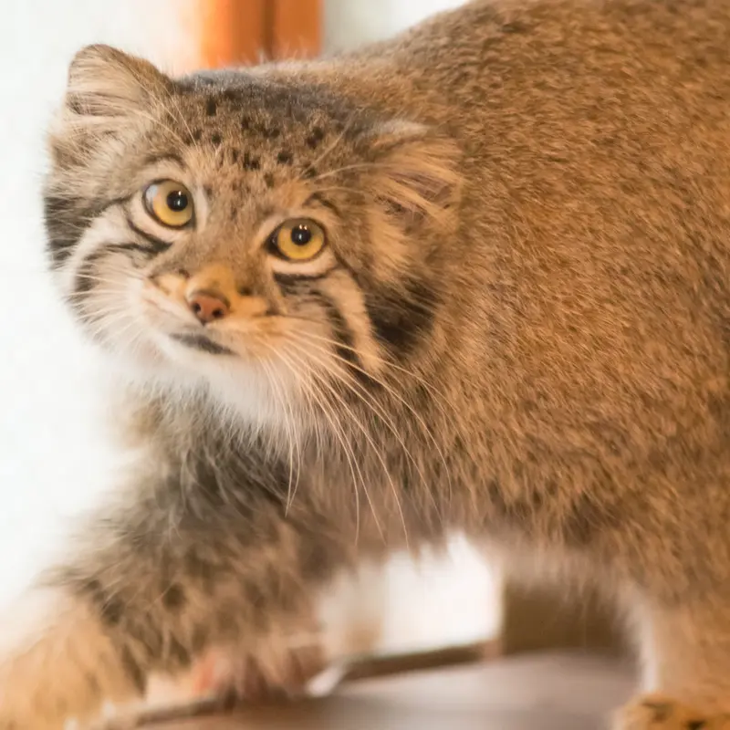 A photograph of Oto in Saitama Children's Zoo