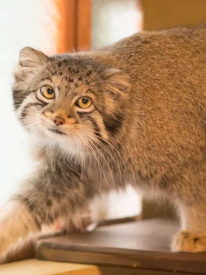 A photograph of Oto in Saitama Children's Zoo