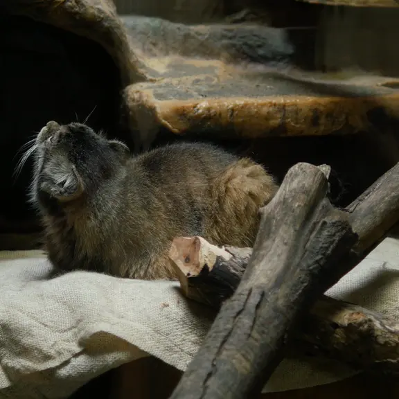A photograph of a Pallas's cat in Ueno Zoological Gardens