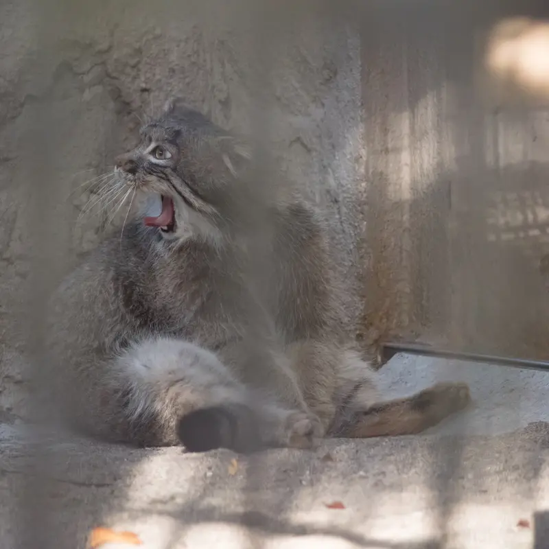 A photograph of Figa in Nogeyama Zoo