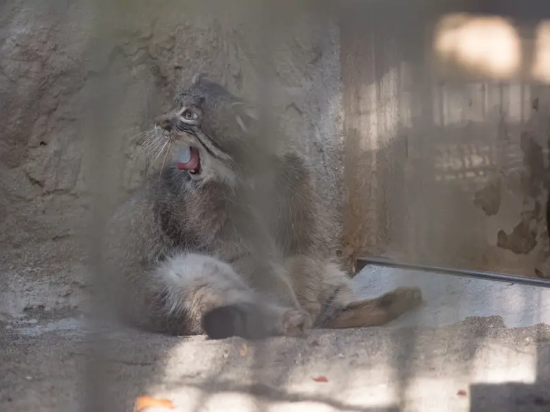 A photograph of Figa in Nogeyama Zoo