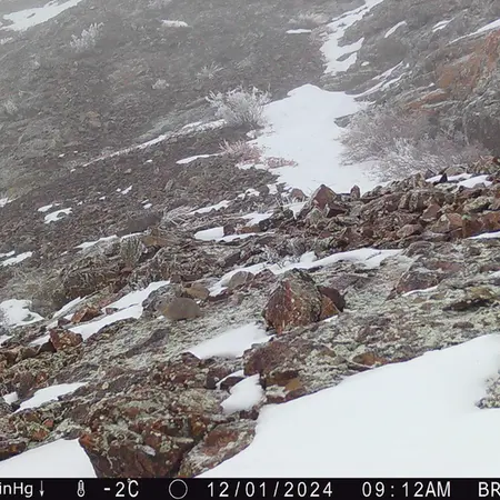 A photograph of Kazakh pika from Janator camera trap