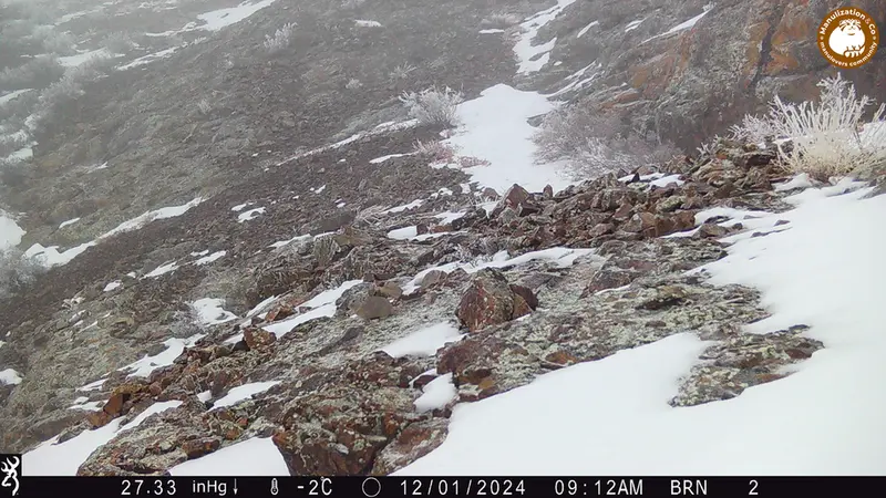 A photograph of Kazakh pika from Janator camera trap