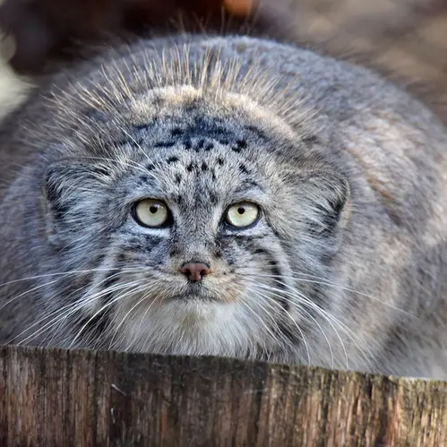 A photograph of Rosa in Brno Zoo