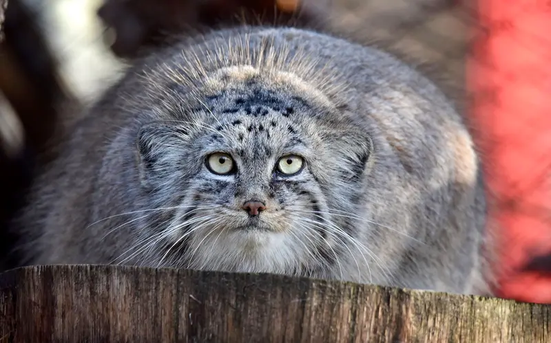 A photograph of Rosa in Brno Zoo