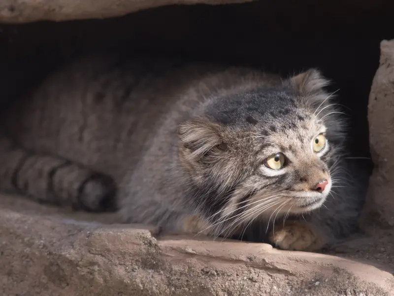 A photograph of Oto in Saitama Children's Zoo