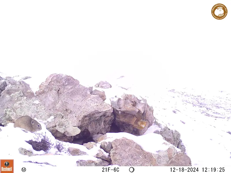 A photograph of Pika from Besshoky 1 camera trap