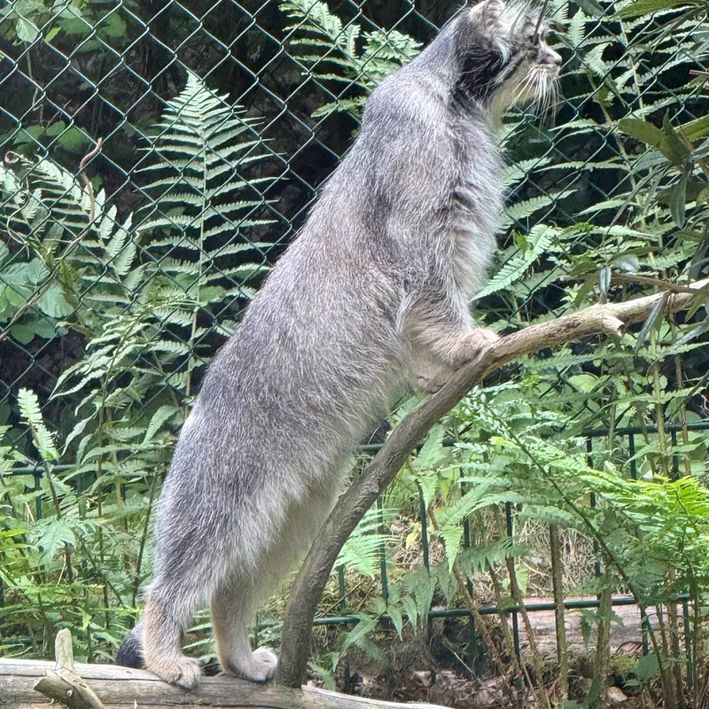 A photograph of Batu in Opel Zoo