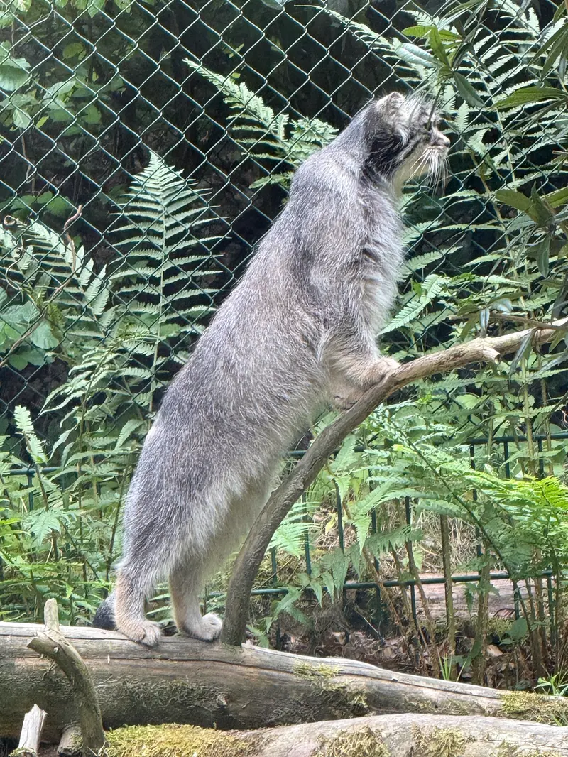 A photograph of Batu in Opel Zoo