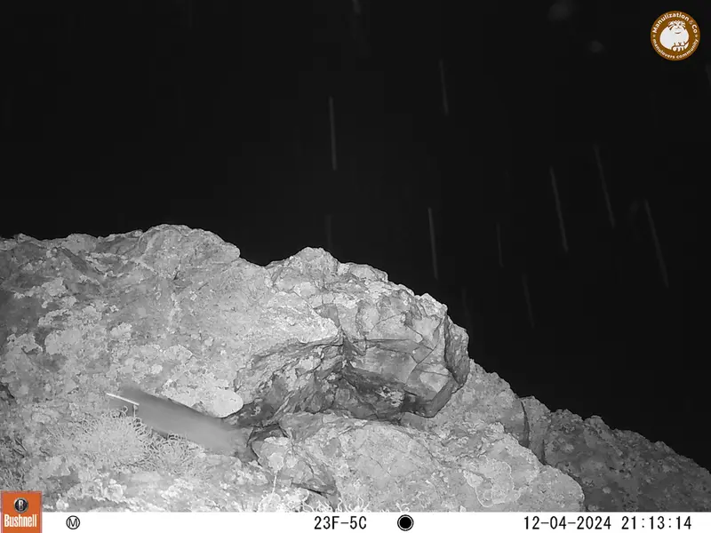 A photograph of a Pallas&#039;s cat from Besshoky 1 camera trap