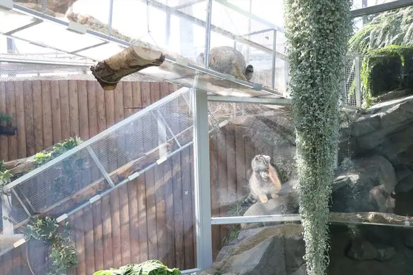A photograph of Lev and Az in Kobe Animal Kingdom