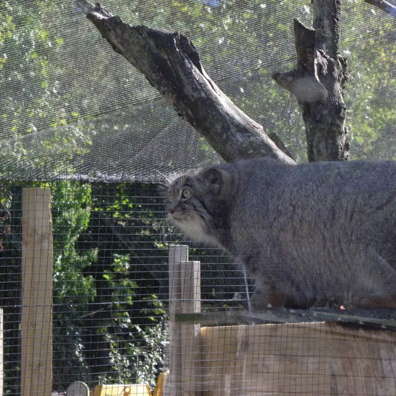 A photograph of a Pallas's cat in The Lakeland Wildlife Oasis