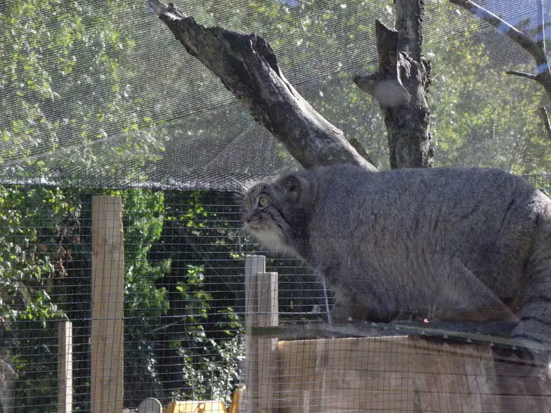 A photograph of a Pallas's cat in The Lakeland Wildlife Oasis