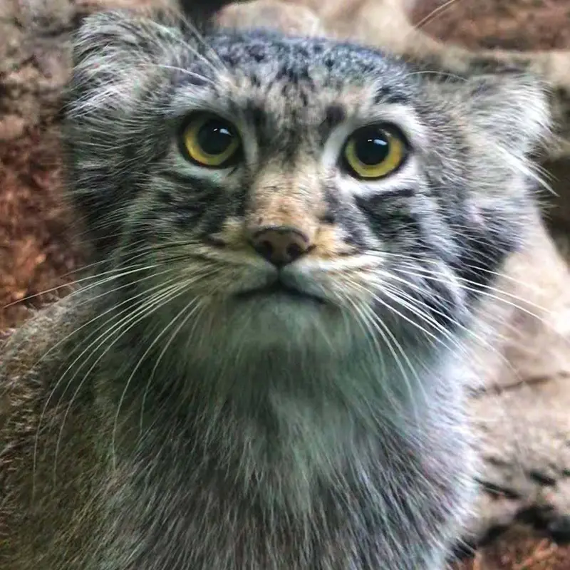 A photograph of Atlas in Birmingham Zoo