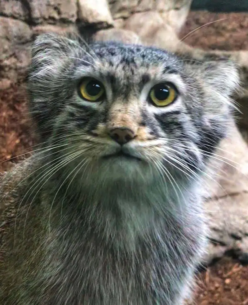 A photograph of Atlas in Birmingham Zoo