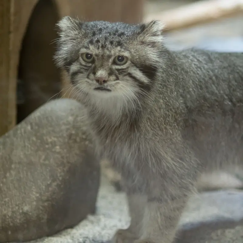 A photograph of Klyon in Ueno Zoological Gardens