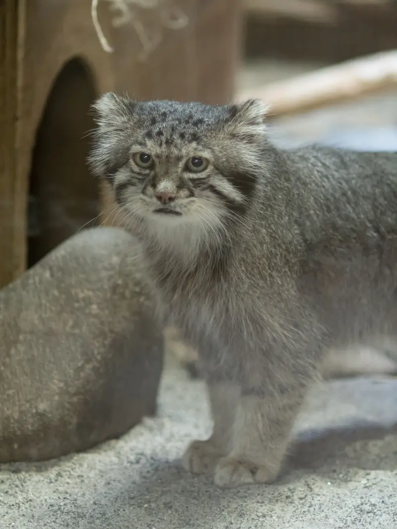 A photograph of Klyon in Ueno Zoological Gardens