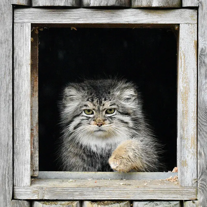 A photograph of Atlan in Port Lympne Wild Animal Park