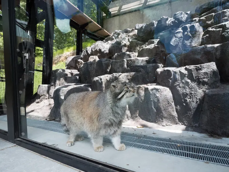 A photograph of Grusha in Asahiyama Zoo