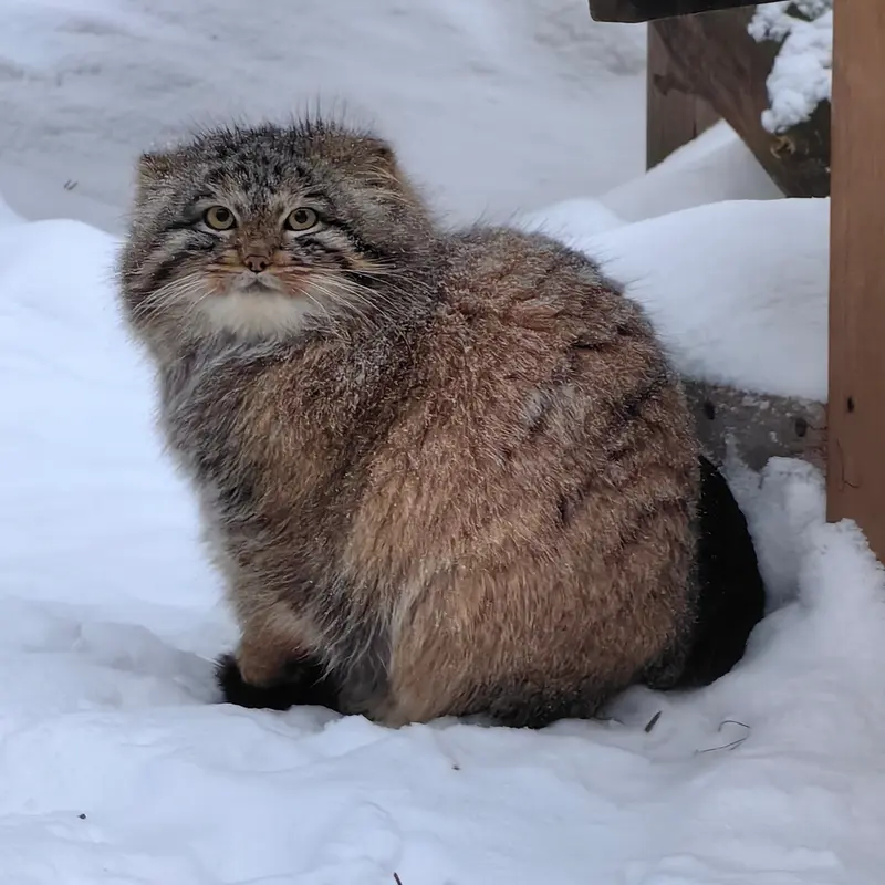 A photograph of Son of Snezhinka b.2025 Ⅳ in Novosibirsk Zoo