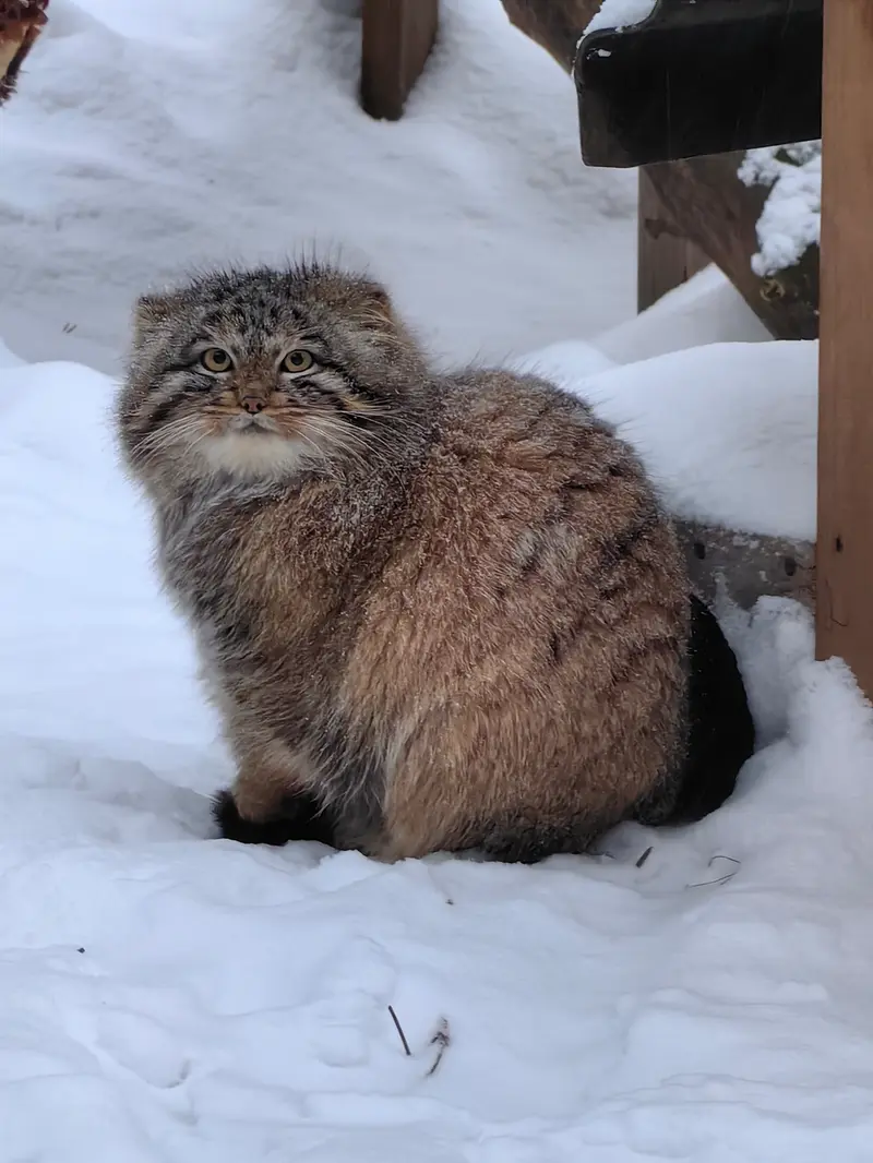 A photograph of Son of Snezhinka b.2025 Ⅳ in Novosibirsk Zoo