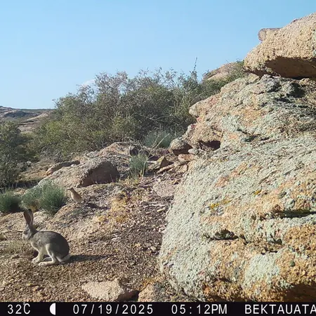 A photograph of a Pallas's cat from Bektauata 2 camera trap