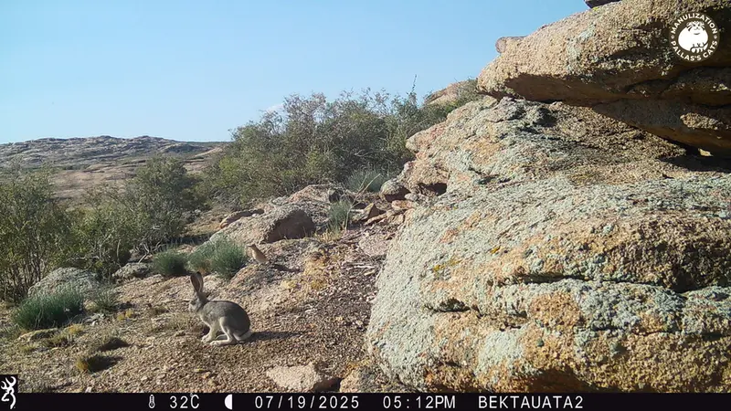 A photograph of a Pallas's cat from Bektauata 2 camera trap