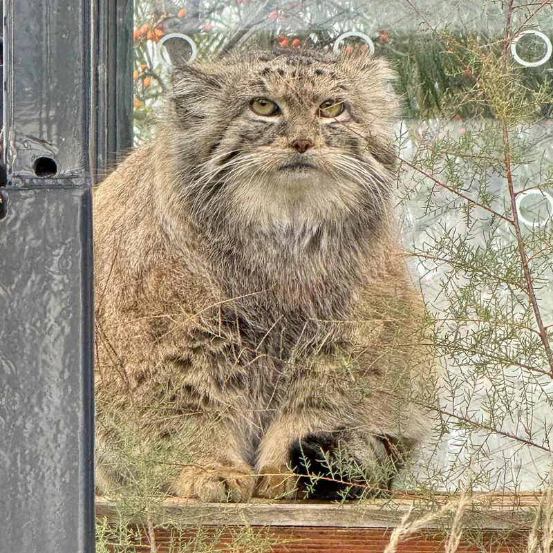 A photograph of Spay in Prague Zoo